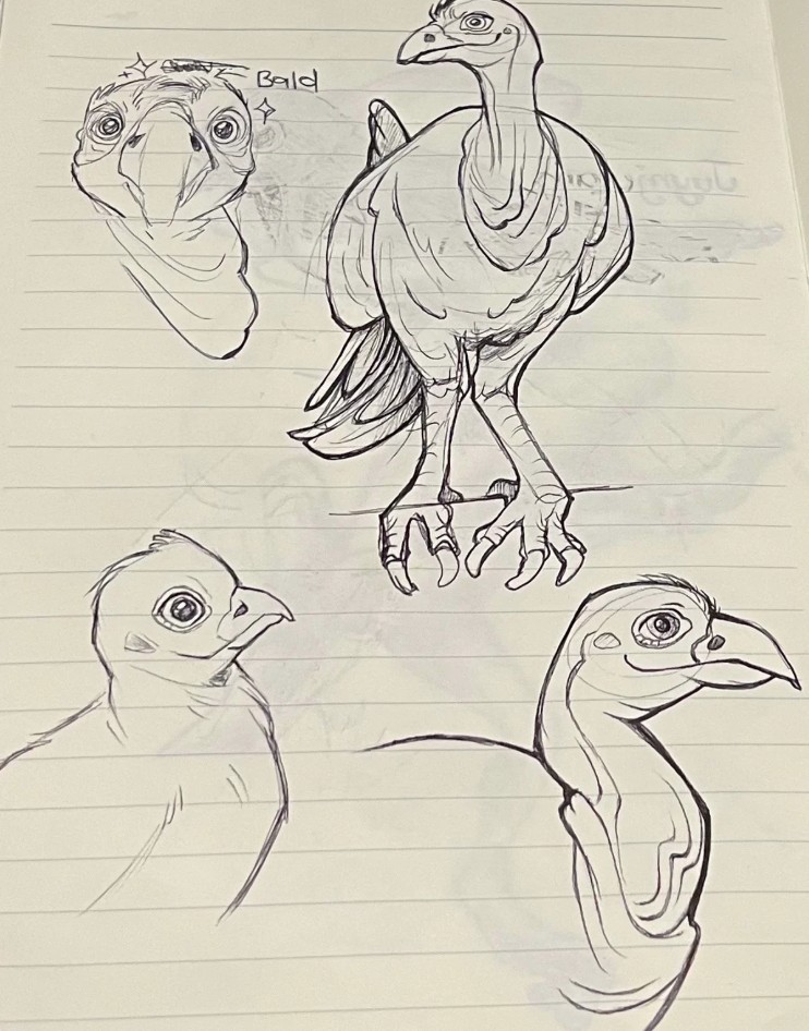 Sketchbook page with pencil drawings of a bird from multiple angles, including head studies and a full-body pose, exploring form and proportions for Bundjalung wildlife illustrations.