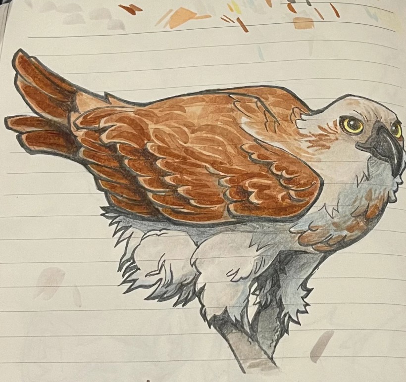 Coloured sketch of an Osprey perched with folded wings, featuring brown and cream plumage. A study page developing reference artwork for Bundjalung language resources.