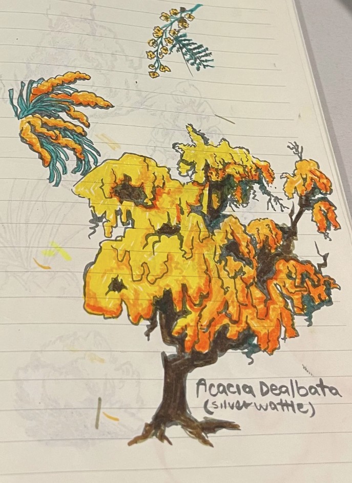 Coloured sketch of an Acacia dealbata (Silver Wattle) tree with bright yellow and orange flowering foliage, drawn in a sketchbook as part of Bundjalung plant and ecosystem reference studies.