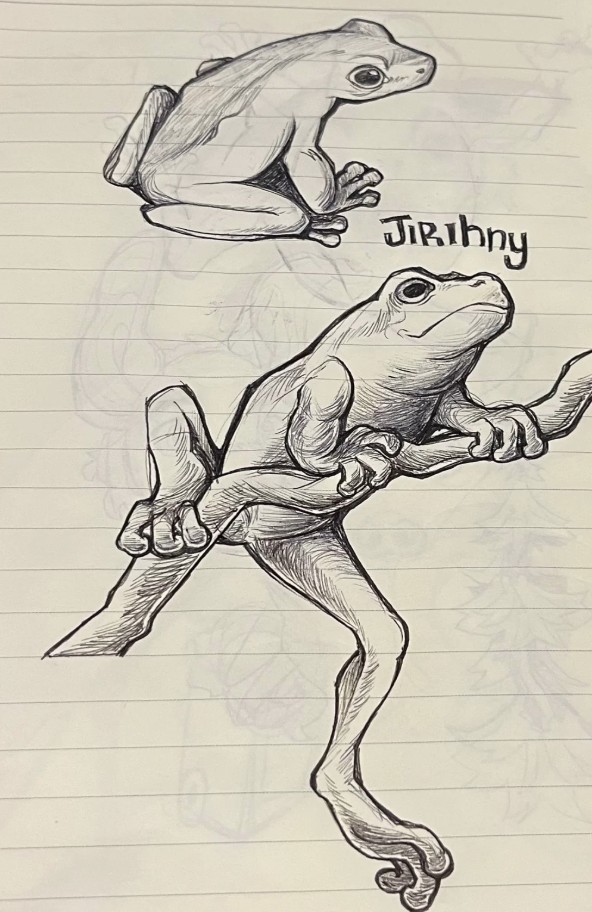 Ink sketch of a frog labelled “Jirihny,” showing a dynamic pose and anatomical detail. Concept art for Bundjalung language and totem animal education cards.