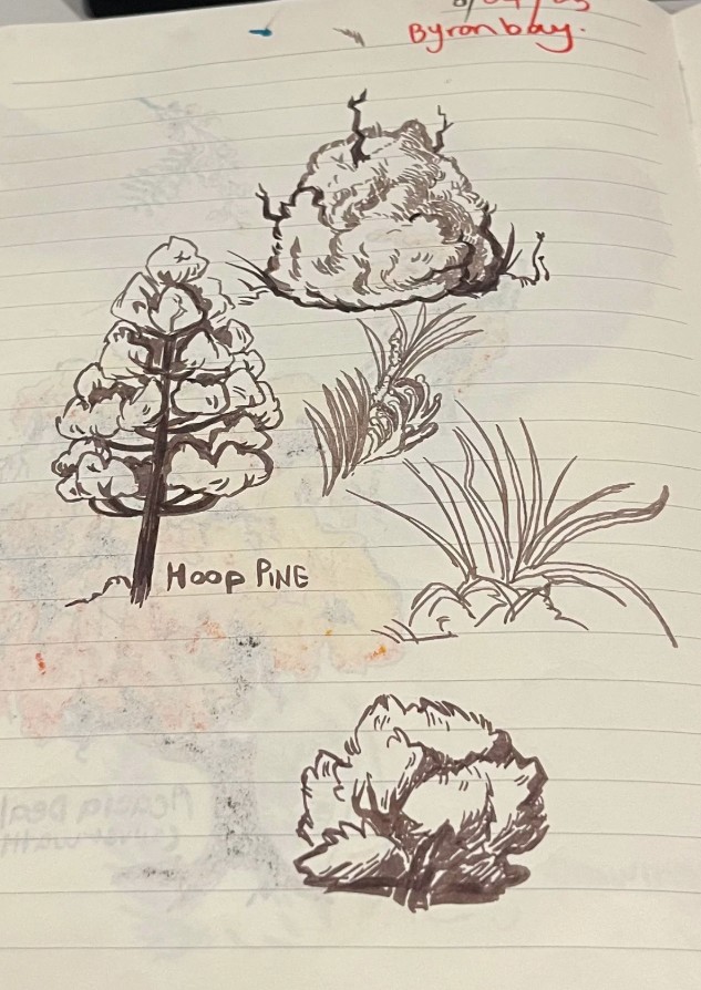 Sketchbook drawings of a hoop pine tree, branches, and foliage studies labelled “Hoop Pine,” used for ecological and cultural reference in Bundjalung educational materials.