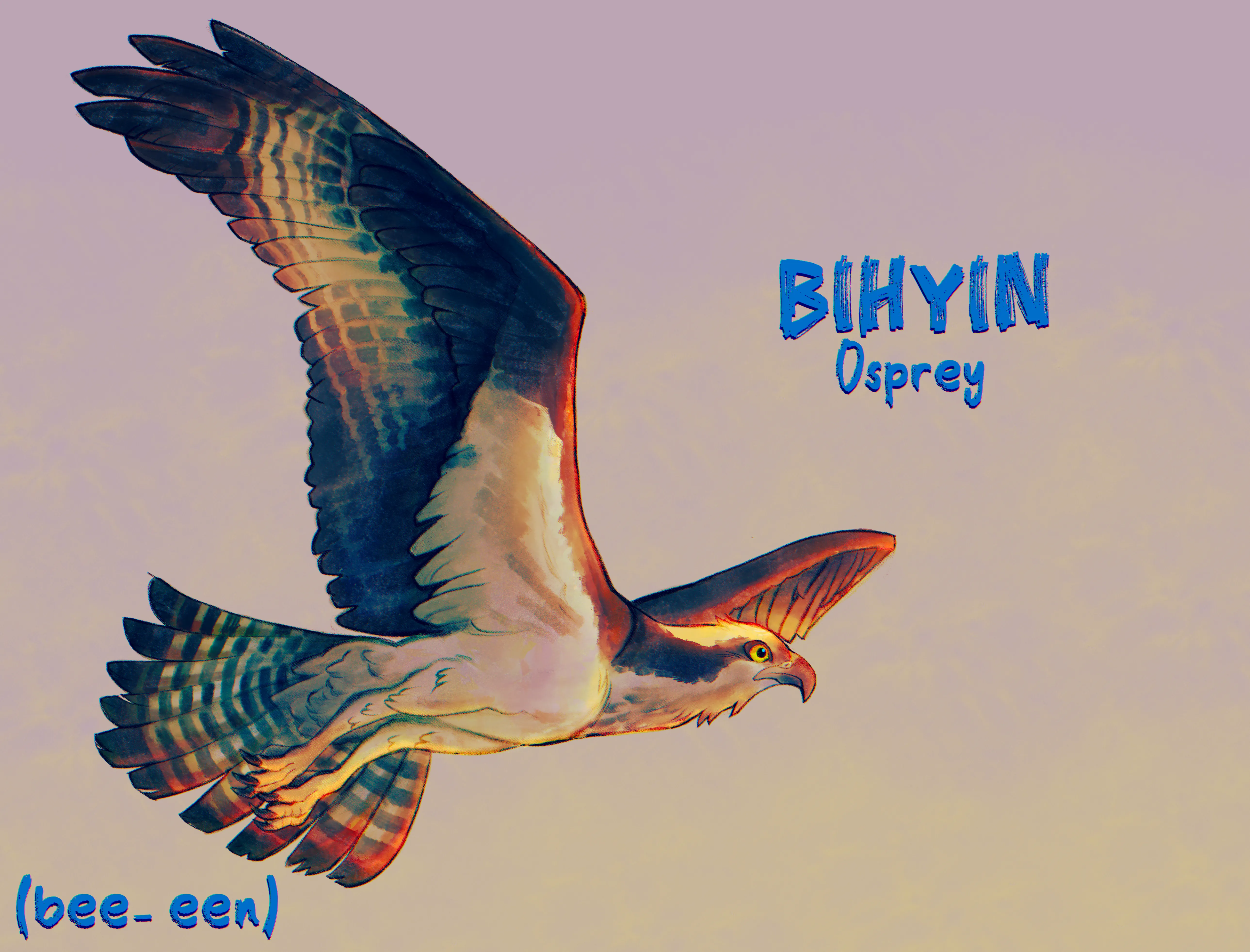 Illustrated Bundjalung educational card featuring an Osprey in flight, labelled with its Bundjalung name “Bihyin” and the English name “Osprey.” The bird is shown gliding with outstretched wings against a soft sky gradient, with a phonetic guide “(bee-een)” beneath. Part of the “Bundjalung Beach Creatures 2025” language resource project.